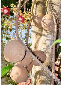 Độc đáo hoa và trái cây Sala ảnh 7