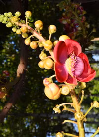 Độc đáo hoa và trái cây Sala ảnh 2