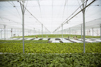 VINGROUP liên kết với 1.000 hợp tác xã và hộ nông dân cung ứng nông sản sạch và an toàn ảnh 2