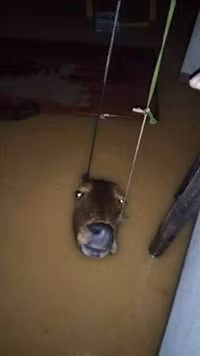 Hà Tĩnh: Ngập lụt trên diện rộng, hơn 60.000 học sinh phải nghỉ học ảnh 3