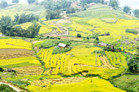 Màu vàng và xanh trộn lẫn khi những thửa ruộng đang đến độ chín muồi, cho một mùa màng bội thu