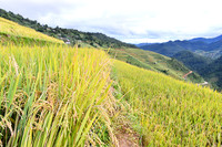 Cận cảnh những bông lúa trĩu hạt trên cánh đồng Tây Bắc