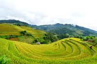 Từng tầng, từng lớp ruộng tạo thành khối kỳ quan độc nhất tại Việt Nam