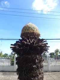 Kỳ lạ hoa Vạn tuế đực trổ 12 bông ảnh 2