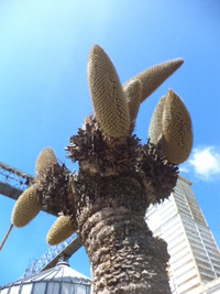 Kỳ lạ hoa Vạn tuế đực trổ 12 bông ảnh 6