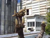 Kỳ lạ hoa Vạn tuế đực trổ 12 bông ảnh 5