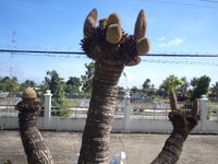 Kỳ lạ hoa Vạn tuế đực trổ 12 bông ảnh 1