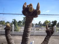 Kỳ lạ hoa Vạn tuế đực trổ 12 bông ảnh 1