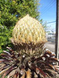 Kỳ lạ hoa Vạn tuế đực trổ 12 bông ảnh 7