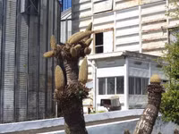 Kỳ lạ hoa Vạn tuế đực trổ 12 bông ảnh 5