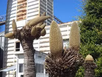 Kỳ lạ hoa Vạn tuế đực trổ 12 bông ảnh 8