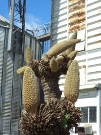 Kỳ lạ hoa Vạn tuế đực trổ 12 bông ảnh 4