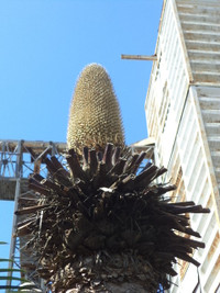 Kỳ lạ hoa Vạn tuế đực trổ 12 bông ảnh 3