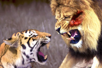 Ai mới là chúa tể rừng xanh? ảnh 2