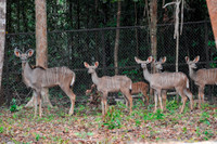 Khai trương Vinpearl Safari Phú Quốc vườn thú bán hoang dã đầu tiên tại Việt Nam ảnh 15