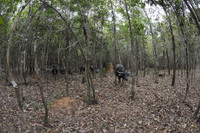 Khai trương Vinpearl Safari Phú Quốc vườn thú bán hoang dã đầu tiên tại Việt Nam ảnh 12