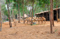 Khai trương Vinpearl Safari Phú Quốc vườn thú bán hoang dã đầu tiên tại Việt Nam ảnh 7