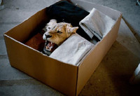 Nuôi sư tử phục vụ thú đi săn của nhà giàu ảnh 9