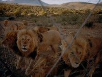 Nuôi sư tử phục vụ thú đi săn của nhà giàu ảnh 1