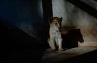 Nuôi sư tử phục vụ thú đi săn của nhà giàu ảnh 3