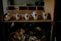 Nuôi sư tử phục vụ thú đi săn của nhà giàu ảnh 5