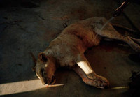 Nuôi sư tử phục vụ thú đi săn của nhà giàu ảnh 4