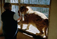 Nuôi sư tử phục vụ thú đi săn của nhà giàu ảnh 2