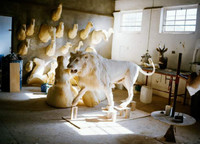 Nuôi sư tử phục vụ thú đi săn của nhà giàu ảnh 10