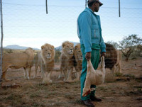 Nuôi sư tử phục vụ thú đi săn của nhà giàu ảnh 7