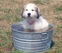 dan choi xem anh chong nong giua mua... tuyet roi hinh anh 9