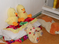 Chàng trai vàng Olympic Toán quốc tế thích chơi… thú bông ảnh 4