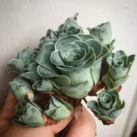 Bạn có biết sen đá hình hoa hồng xanh, ai thấy cũng muốn rinh về trồng vì quá đẹp - Ảnh 2.