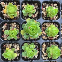 Bạn có biết sen đá hình hoa hồng xanh, ai thấy cũng muốn rinh về trồng vì quá đẹp - Ảnh 9.