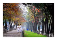 Có một Hà Nội tươi tắn trong những góc nhìn… ảnh 10