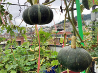 nang-dau-viet-cham-cay-triu-qua-tren-mai-nha-chong-o-han-quoc-6