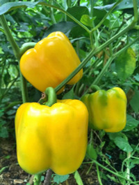 nang-dau-viet-cham-cay-triu-qua-tren-mai-nha-chong-o-han-quoc-10