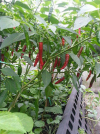 nang-dau-viet-cham-cay-triu-qua-tren-mai-nha-chong-o-han-quoc-9