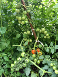 nang-dau-viet-cham-cay-triu-qua-tren-mai-nha-chong-o-han-quoc-2