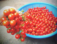 nang-dau-viet-cham-cay-triu-qua-tren-mai-nha-chong-o-han-quoc-4