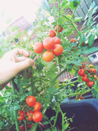 nang-dau-viet-cham-cay-triu-qua-tren-mai-nha-chong-o-han-quoc