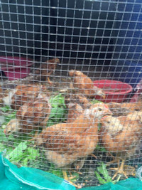 nang-dau-viet-cham-cay-triu-qua-tren-mai-nha-chong-o-han-quoc-11