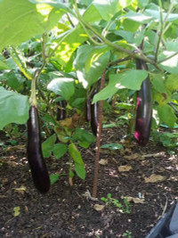 nang-dau-viet-cham-cay-triu-qua-tren-mai-nha-chong-o-han-quoc-7