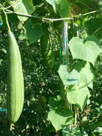 nang-dau-viet-cham-cay-triu-qua-tren-mai-nha-chong-o-han-quoc-8