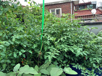 nang-dau-viet-cham-cay-triu-qua-tren-mai-nha-chong-o-han-quoc-5