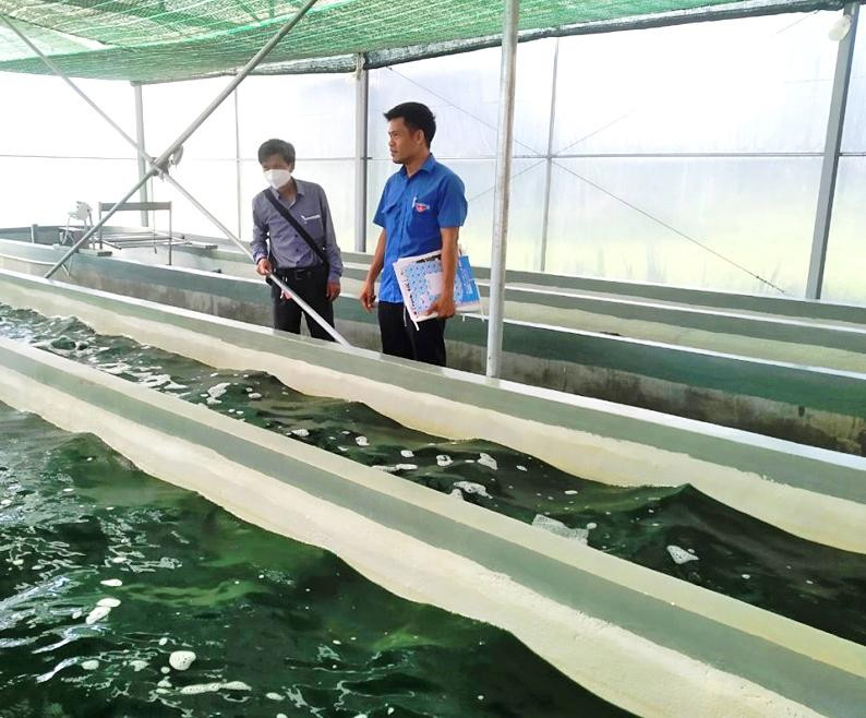 Nuôi trồng, chăm sóc tảo xoắn tại HTX Nông nghiệp công nghệ cao Vạn Tường. Ảnh: HTX cung cấp. 