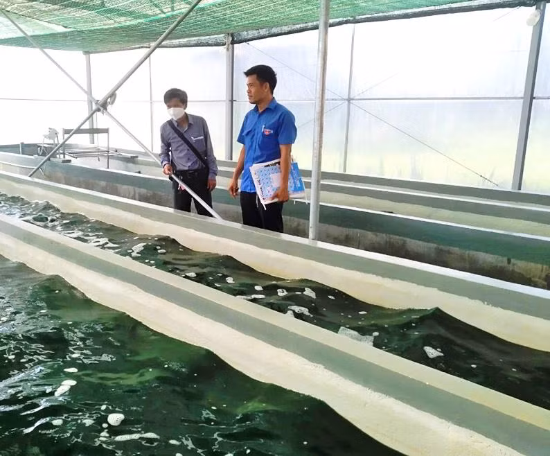 Nuôi trồng, chăm sóc tảo xoắn tại HTX Nông nghiệp công nghệ cao Vạn Tường. Ảnh: HTX cung cấp. 
