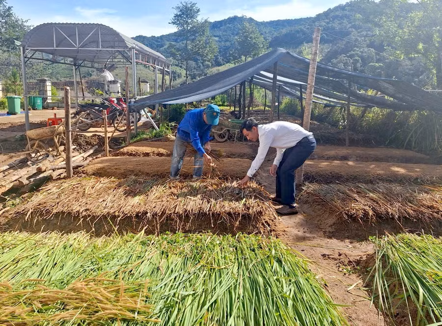 Chính quyền xã Tu Mơ Rông cùng người dân chuẩn bị các điều kiện tốt nhất để ươm cây cà phê.