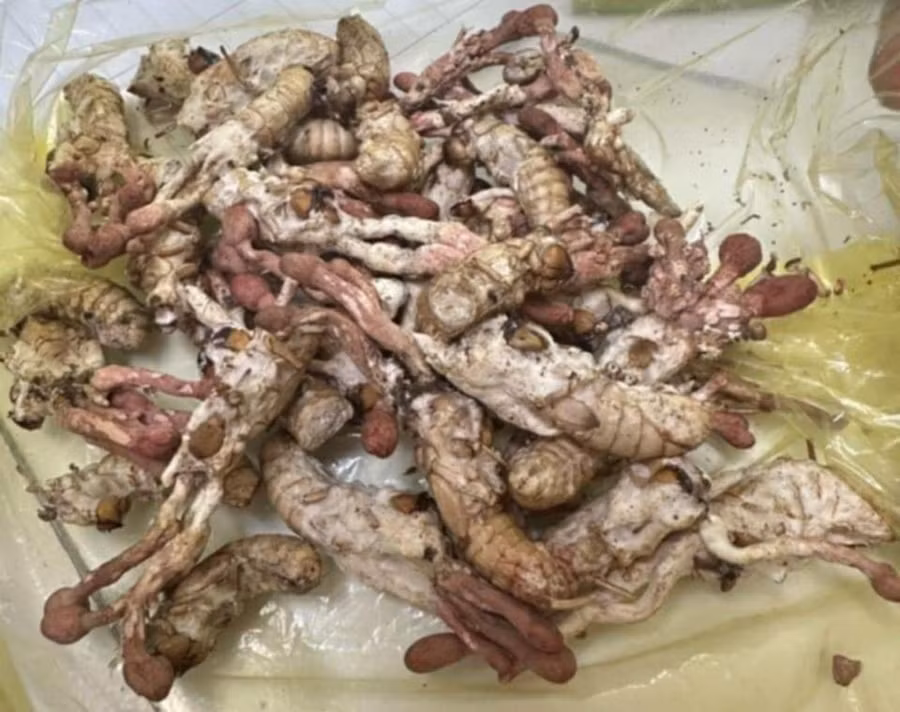 Người đàn ông bị ngộ độc sau khi ăn nấm mọc trên nhộng ve sầu.