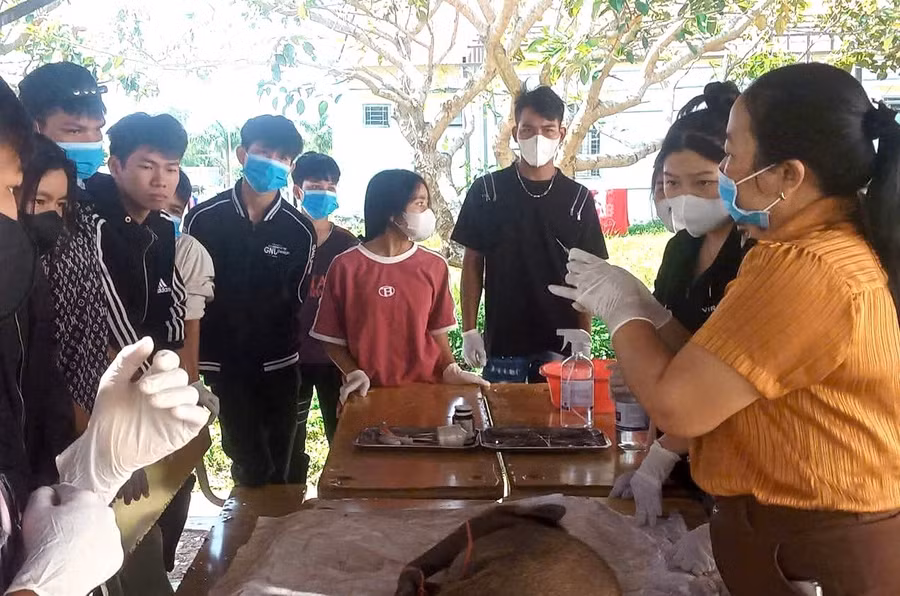 Học viên vùng đồng bào dân tộc thiểu số thực hành tiêm phòng cho gia súc.