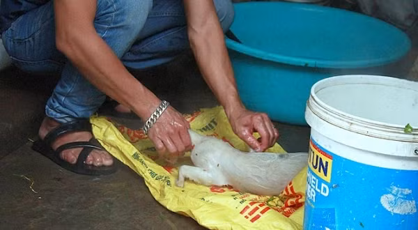 Thịt mèo Việt Nam gây sốc trên tạp chí nước ngoài ảnh 3
